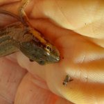 Lissotriton vulgaris - Foto M. Pelazza